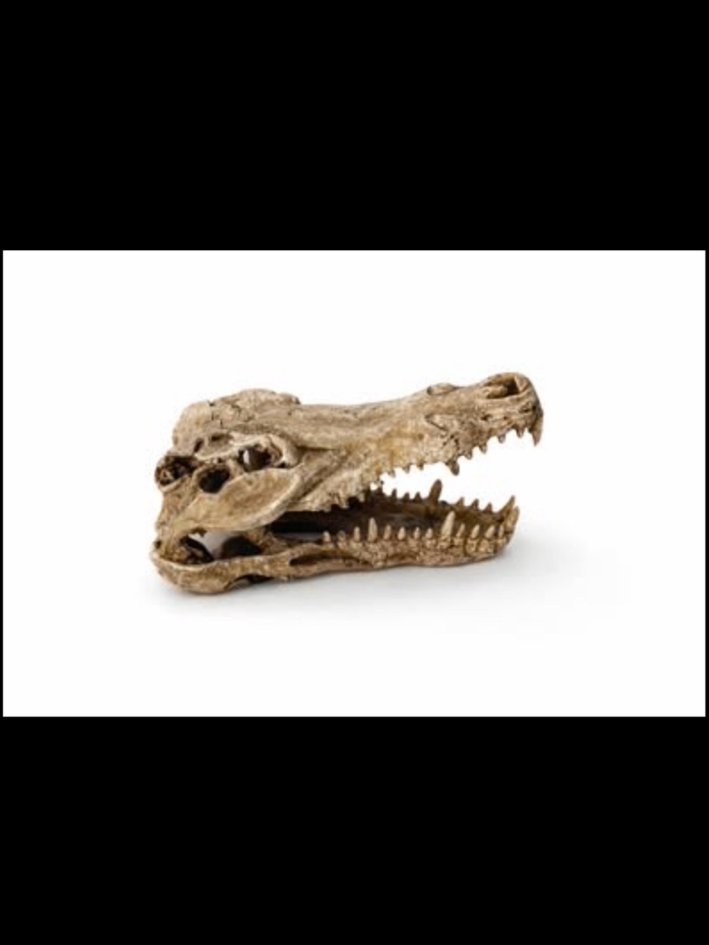 Decorative Reptile Skull replica